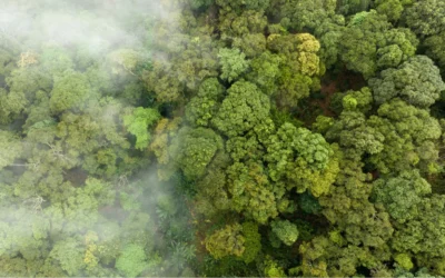 Carbon offsets’ role in a sustainable vacation rental