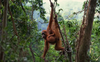 Biodiversity conservation is relevant to short-term rentals